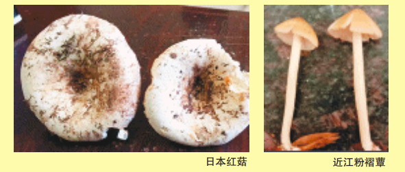 最新！湖南“红黄绿灯”蘑菇图鉴请收好，这些蘑菇不要随意采食(图6)