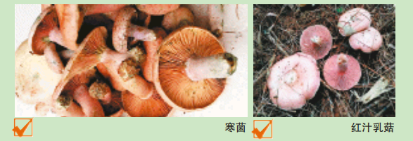 最新！湖南“红黄绿灯”蘑菇图鉴请收好，这些蘑菇不要随意采食(图5)