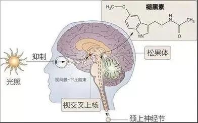 孩子一到冬天起床就特别困难，原来真不是因为懒……(图3)