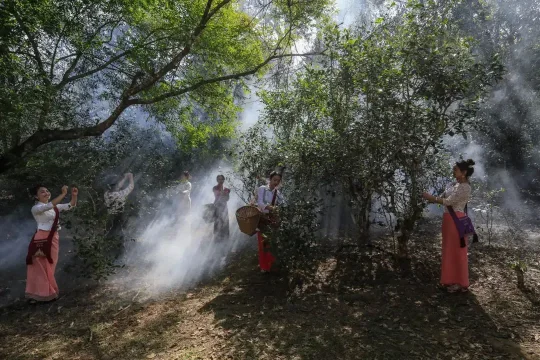 景点VR：“普洱景迈山古茶林文化景观”申遗成功！(图2)