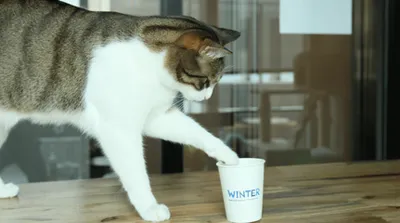 生活常识-我用4招辨别一次性纸杯好坏(图13) 生活常识-我用4招辨别一次性纸杯好坏(图4)